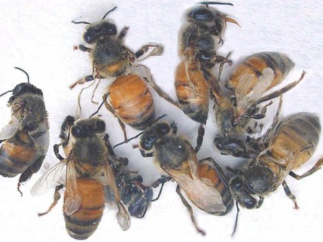 Group of dead bees with the deformed bee wing virus. 