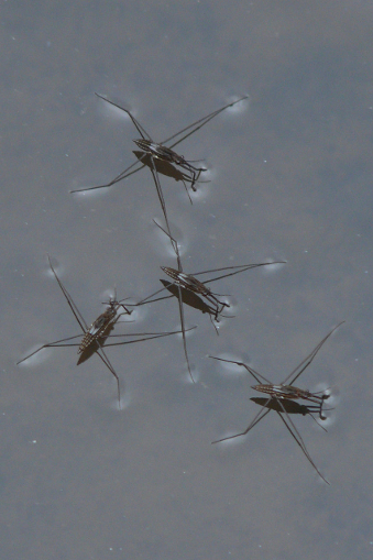 Gerrini nymphs insects 'walking' across the surface of water