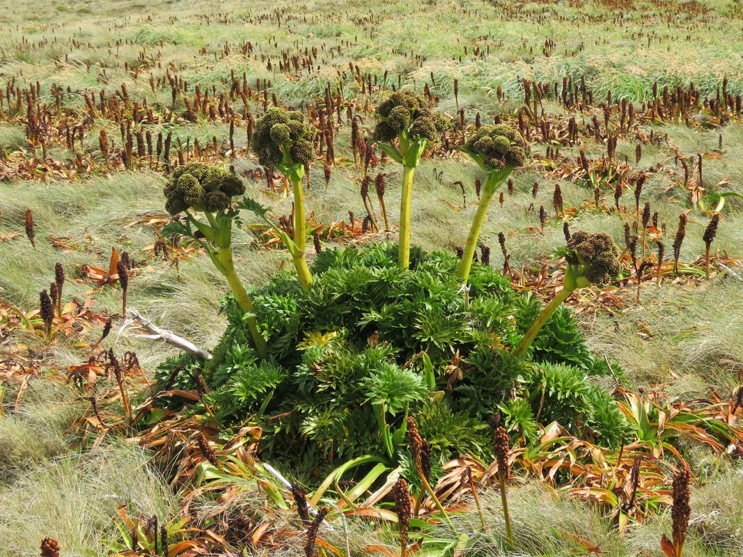 Megaherb Anisotome latifolia on a Subantarctic island. 