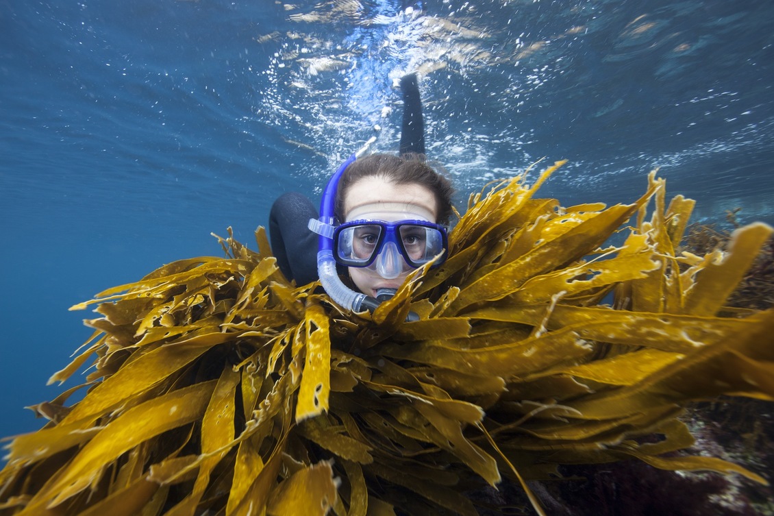 Riley snorkeling in amongst kelp in the sea.