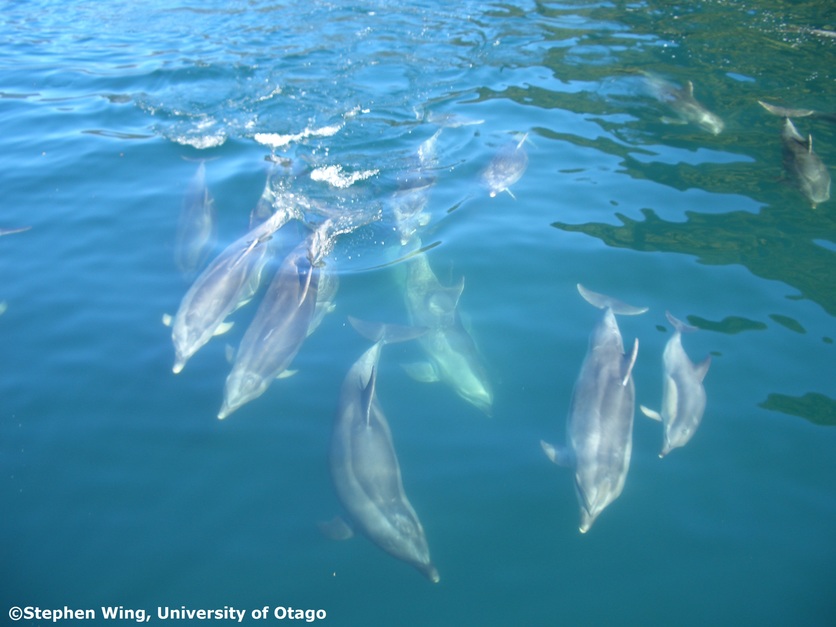 Pod of bottlenose dolphins swimming in sea.