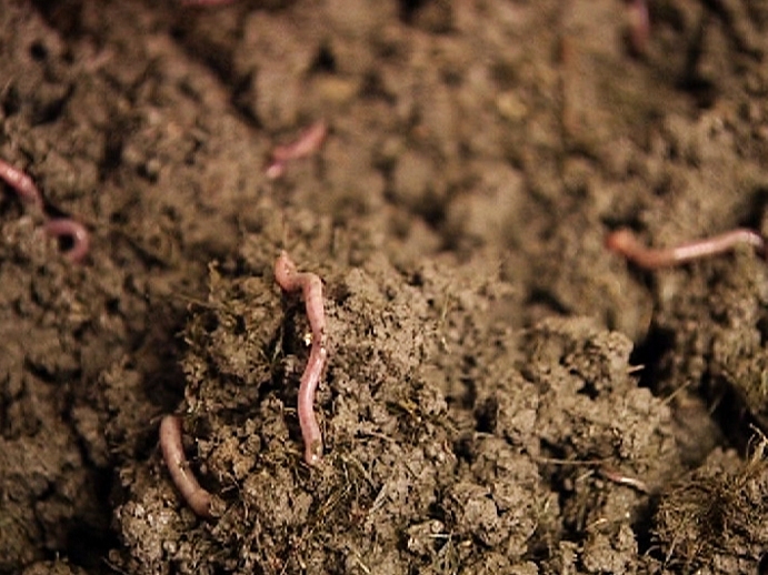 Close up of some Earthworms in soil. 