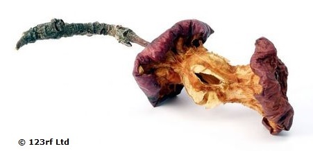 Rotting red apple core on white background.