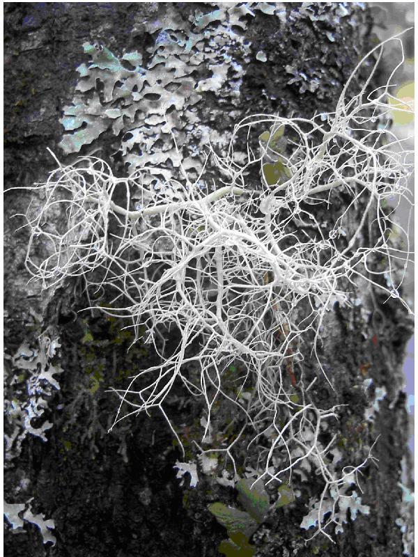 Pale Lichens growing on rock.