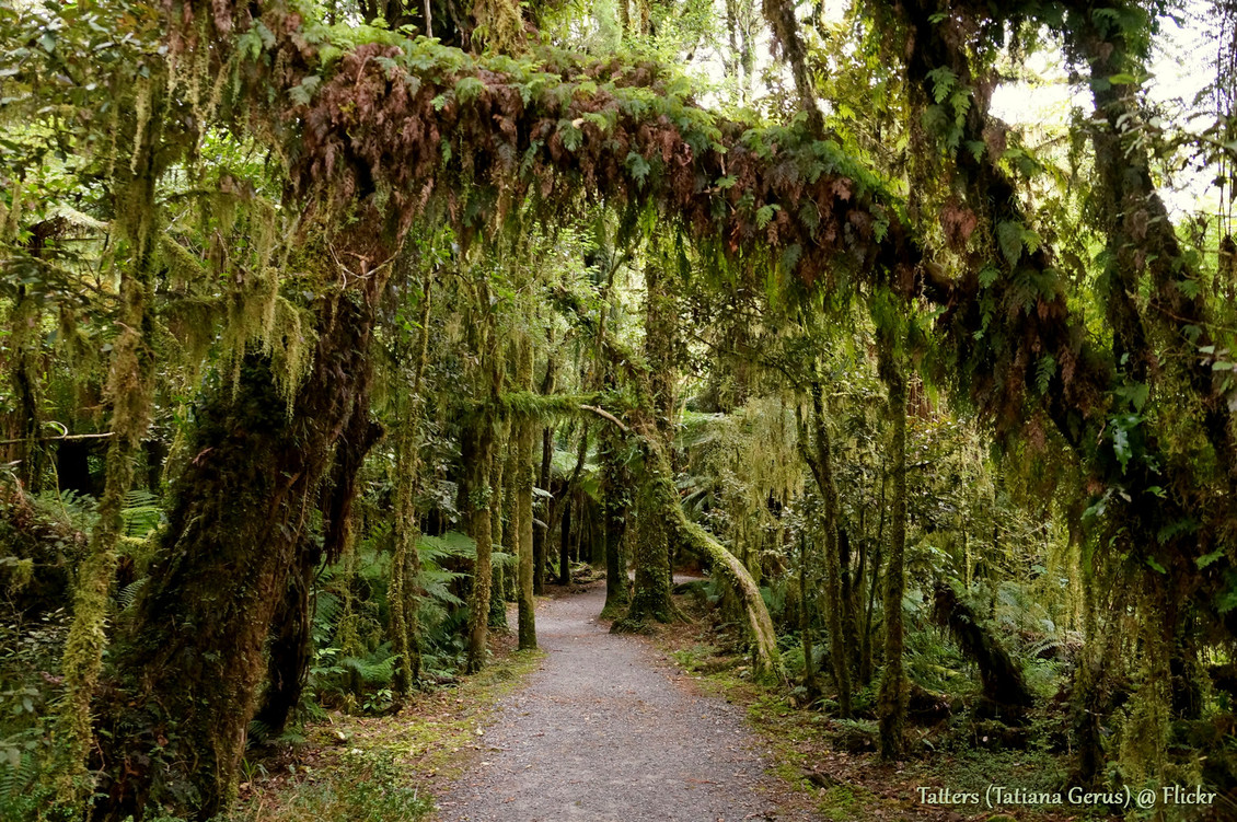Forest walk at Roaring Billy Falls at Haast river, New Zealand. 
