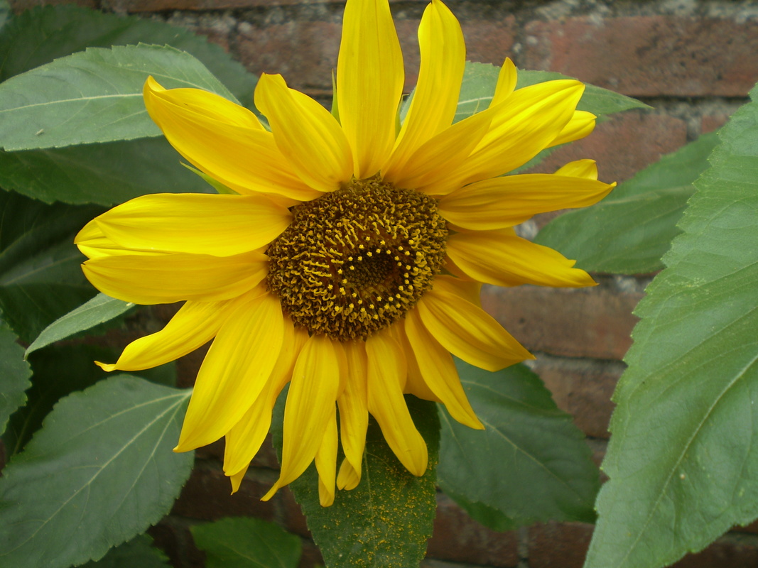 Close up of a Sunflower. 