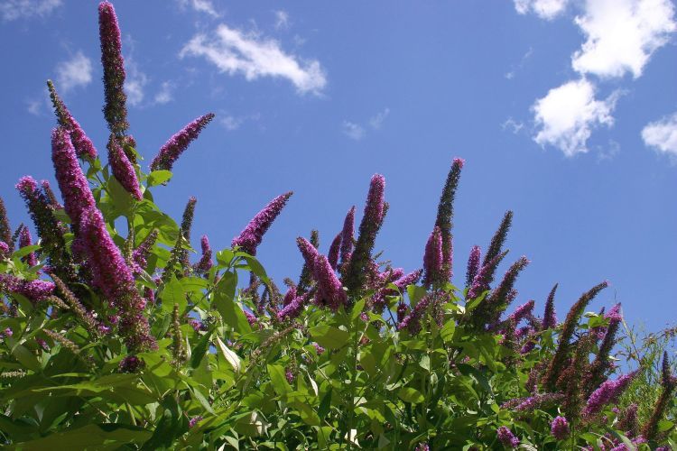 Weevils Eat Pesky Buddleia Weeds Science Learning Hub