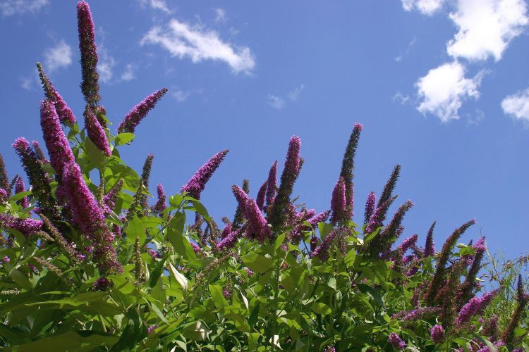Buddleia in flower with blue sky behind - New Zealand weed
