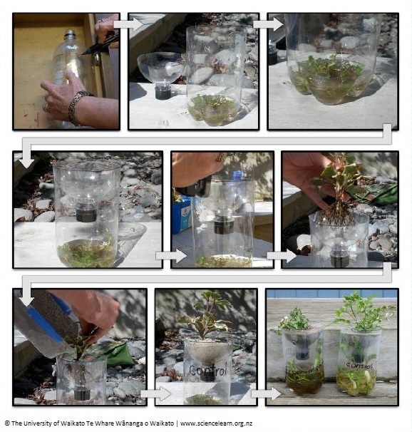 Photos showing how to run the nutrient impact experiment.