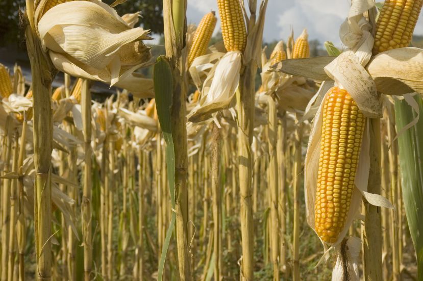 Ears of corn in a field.