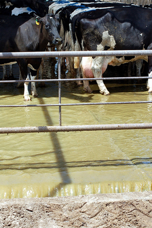 Cows and effluent wash off.