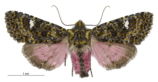 A large pink and green New Zealand moth, Meterana meyricci