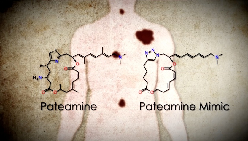 Human body diagram and pateamine and pateamine mimic compound