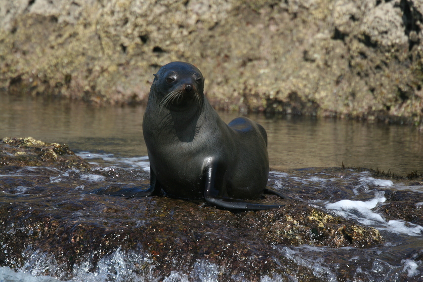 Kekeno – New Zealand fur seal Arctocephalus forsteri, NZ