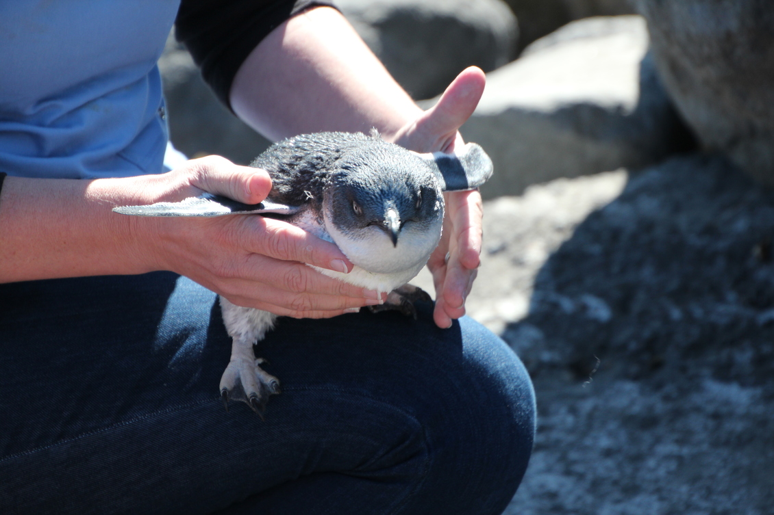 Injured kororā – little blue penguin Eudyptula minor on a knee