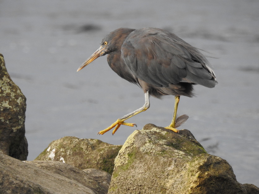 A matuku moana – reef heron on rocks by the Waiwhakaiho River.