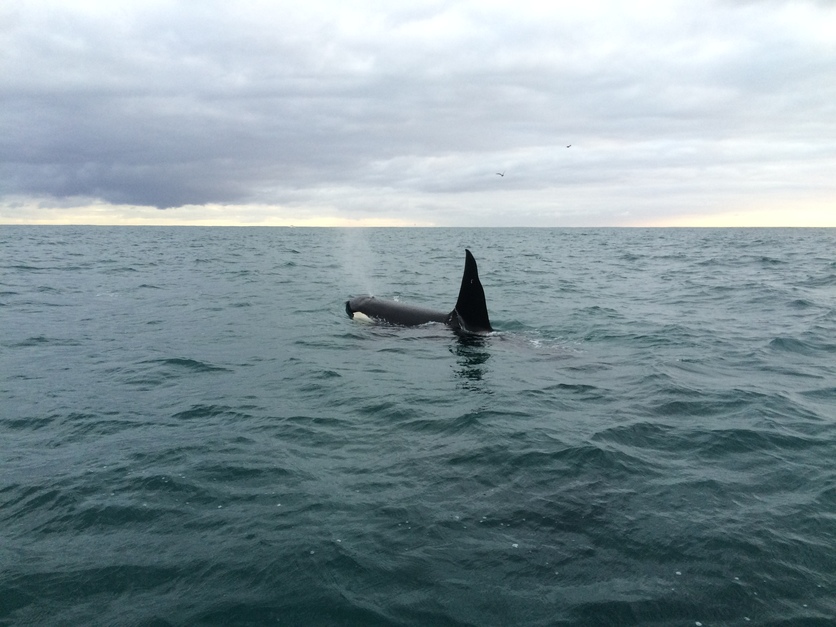 Kera wēra – orca Orcinus orca in the coastal waters off Taranaki