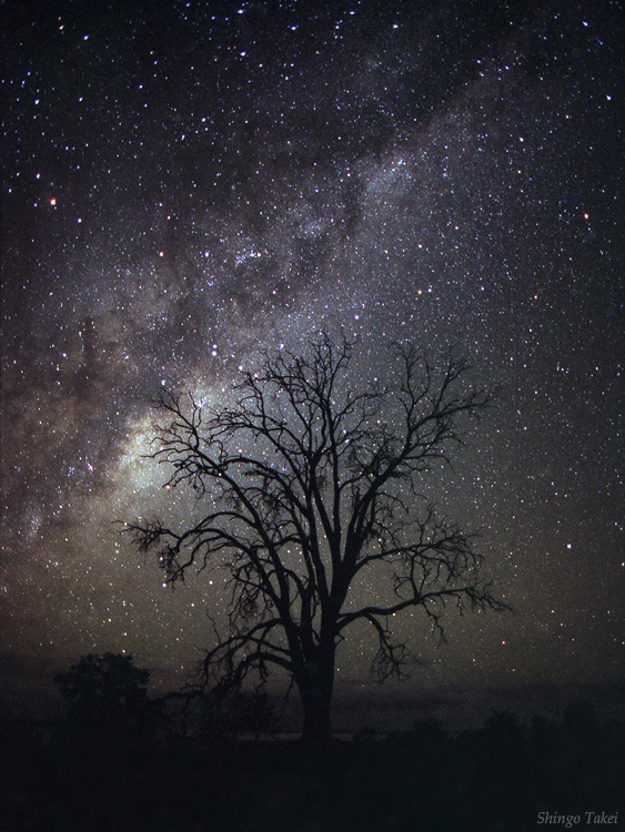 View of the milky way, with a tree silhouette in the middle