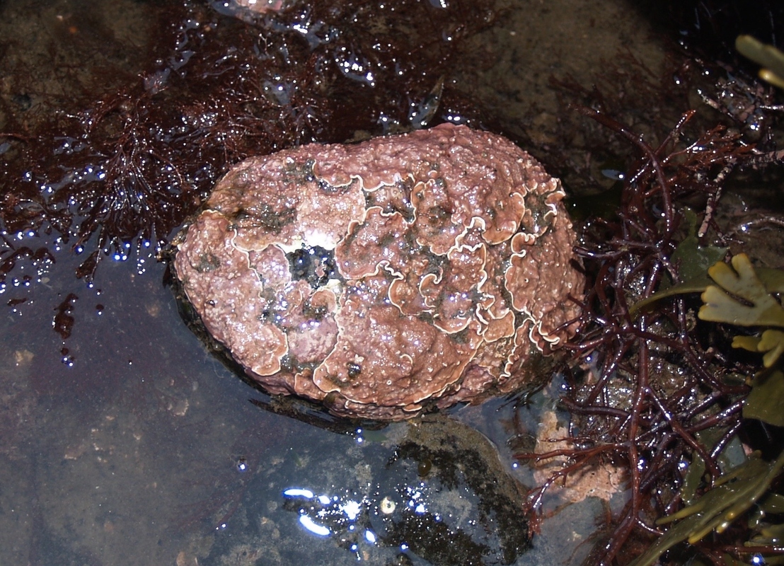 A Non-geniculate coralline algae on the Auckland Islands, NZ.