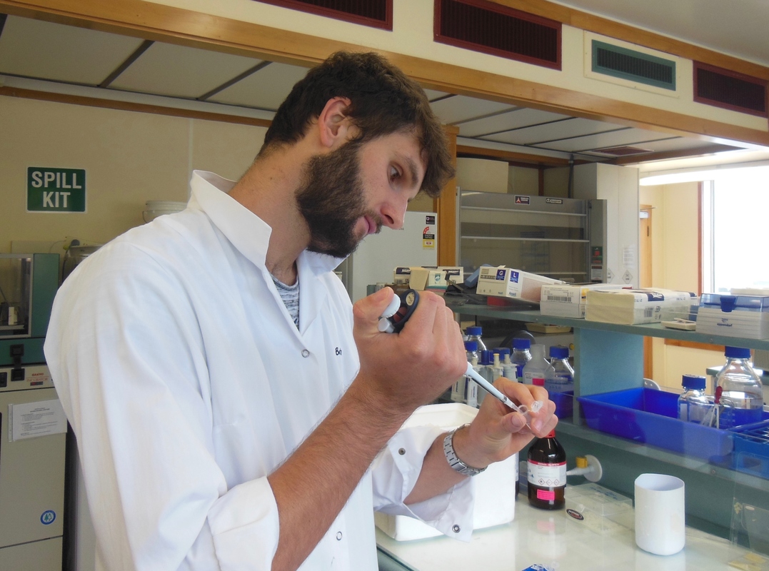 Scientist pipetting coralline material for genetic analysis.