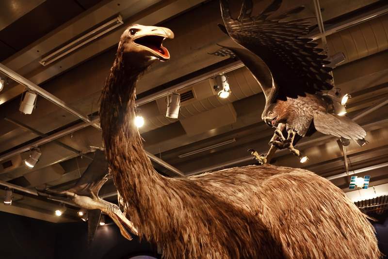 Model of a moa being attacked by a Haast’s eagle.