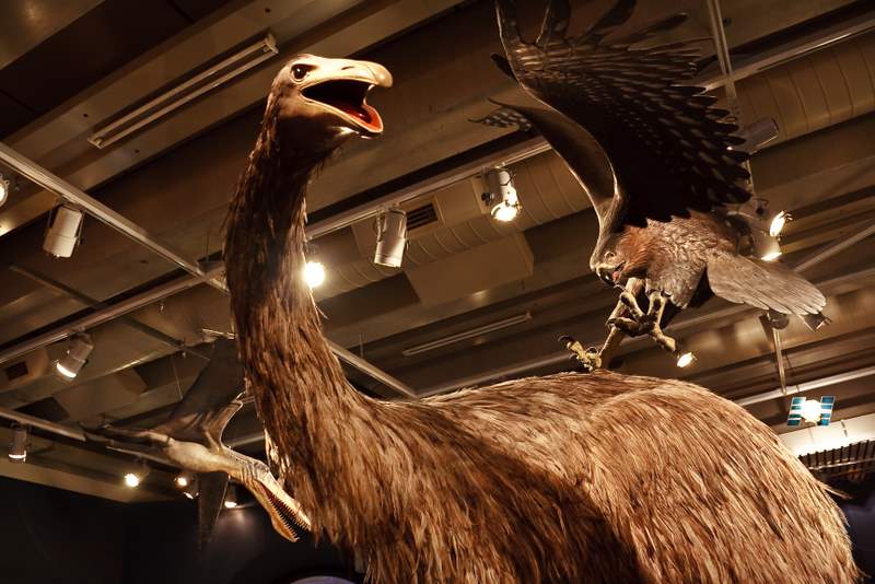 Moa were ‘plain Janes’ — Science Learning Hub