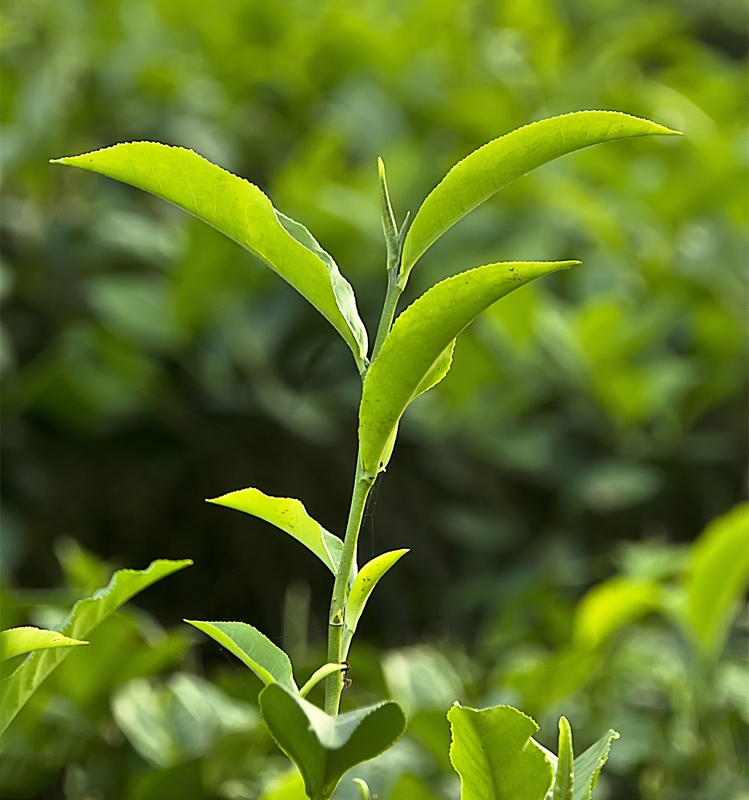 Close up photo of a Tea plant – Camellia sinensis).