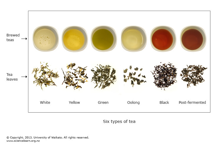 Diagram showing the 6 main types of tea.