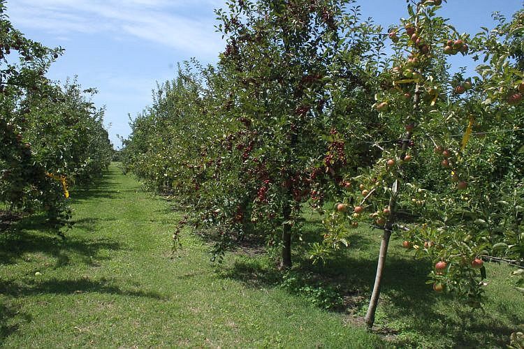 Apple germplasm orchard at Plant & Food Research, NZ.