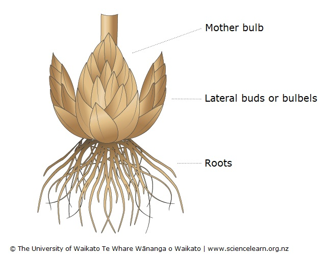 Diagram of a bulb: mother bulb, lateral buds or bulbels, roots