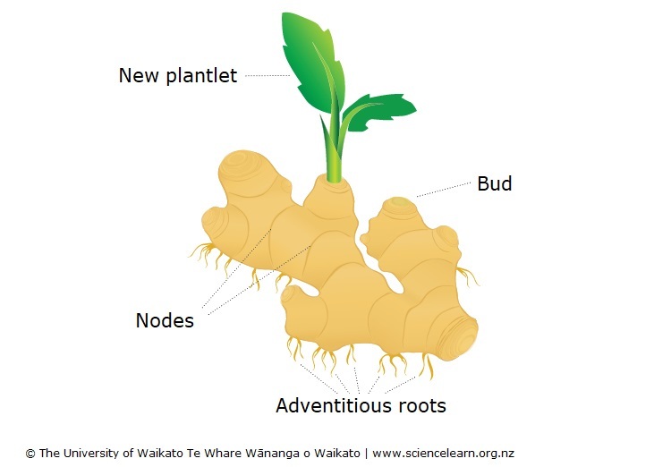 Diagram of rhizomes with new roots and shoots. 