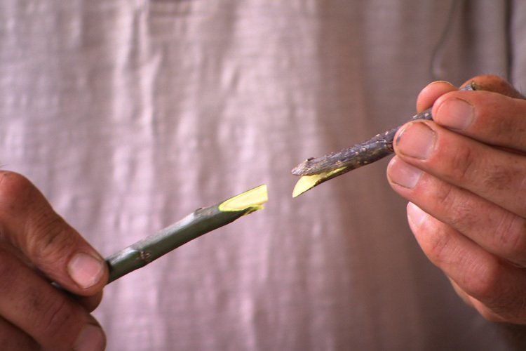 Close of hands showing grafting technique with two twigs. 
