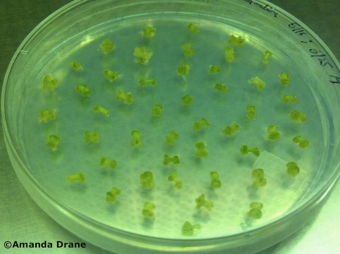 Camelina sativa leaf discs growing on tissue culture media. 
