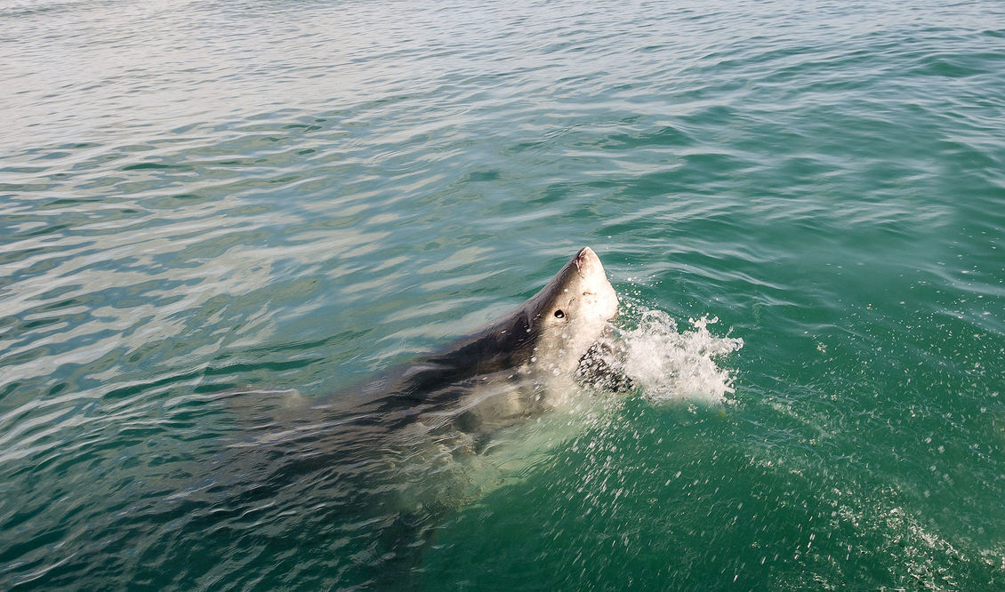 Great white shark in ocean eating