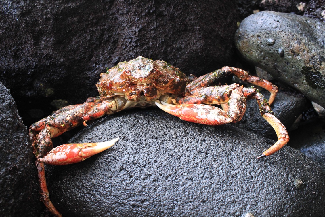 Agiant spider crab (Jacquinotia edwardsii) on rocks. 