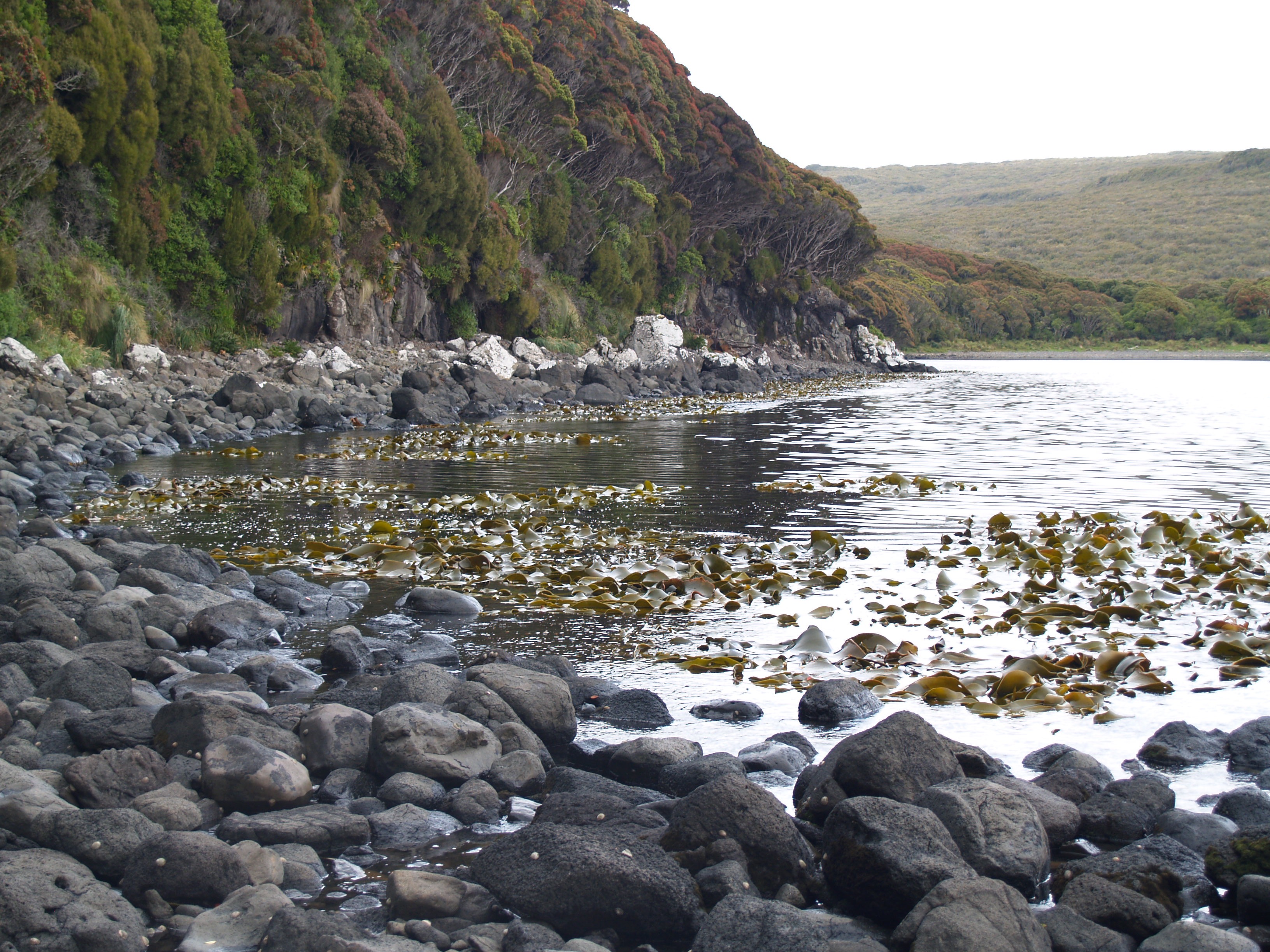 Intertidal Zone Science Learning Hub