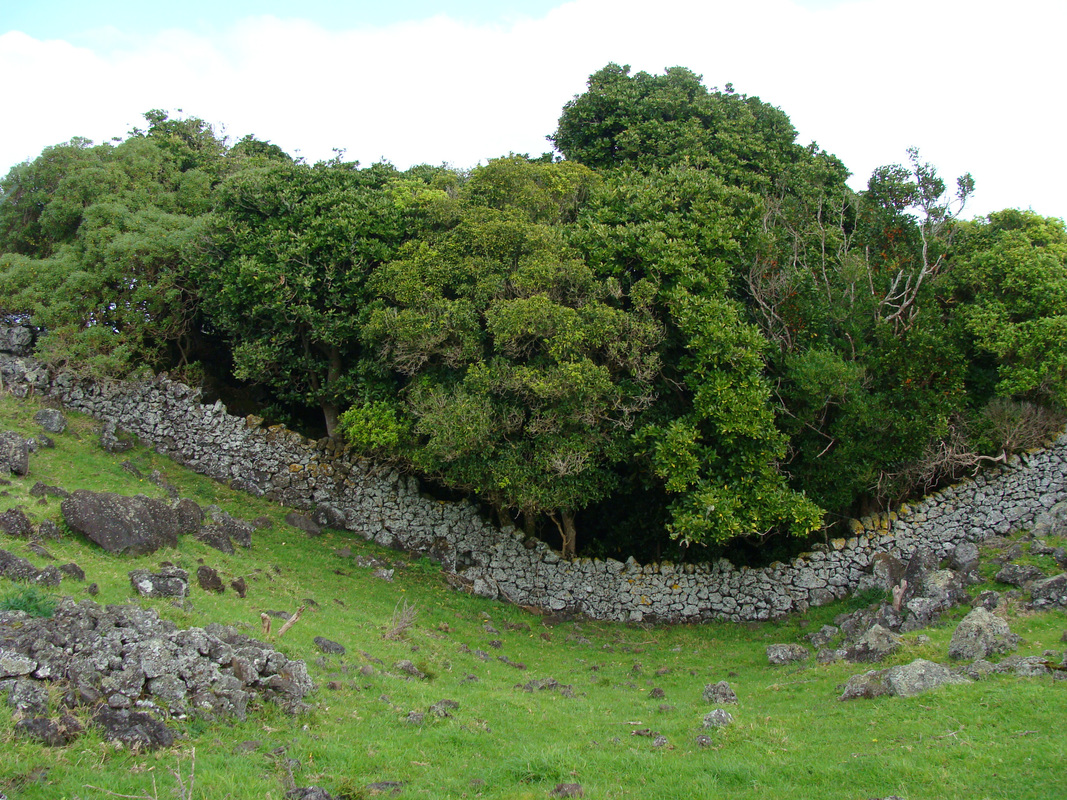 Forest remnant & drystone wall, Otuataua Stonefields Reserve, NZ