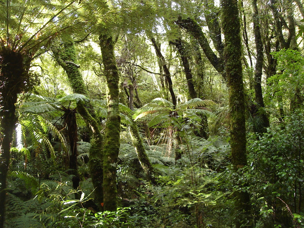 Aotearoa New Zealand bush forest. 