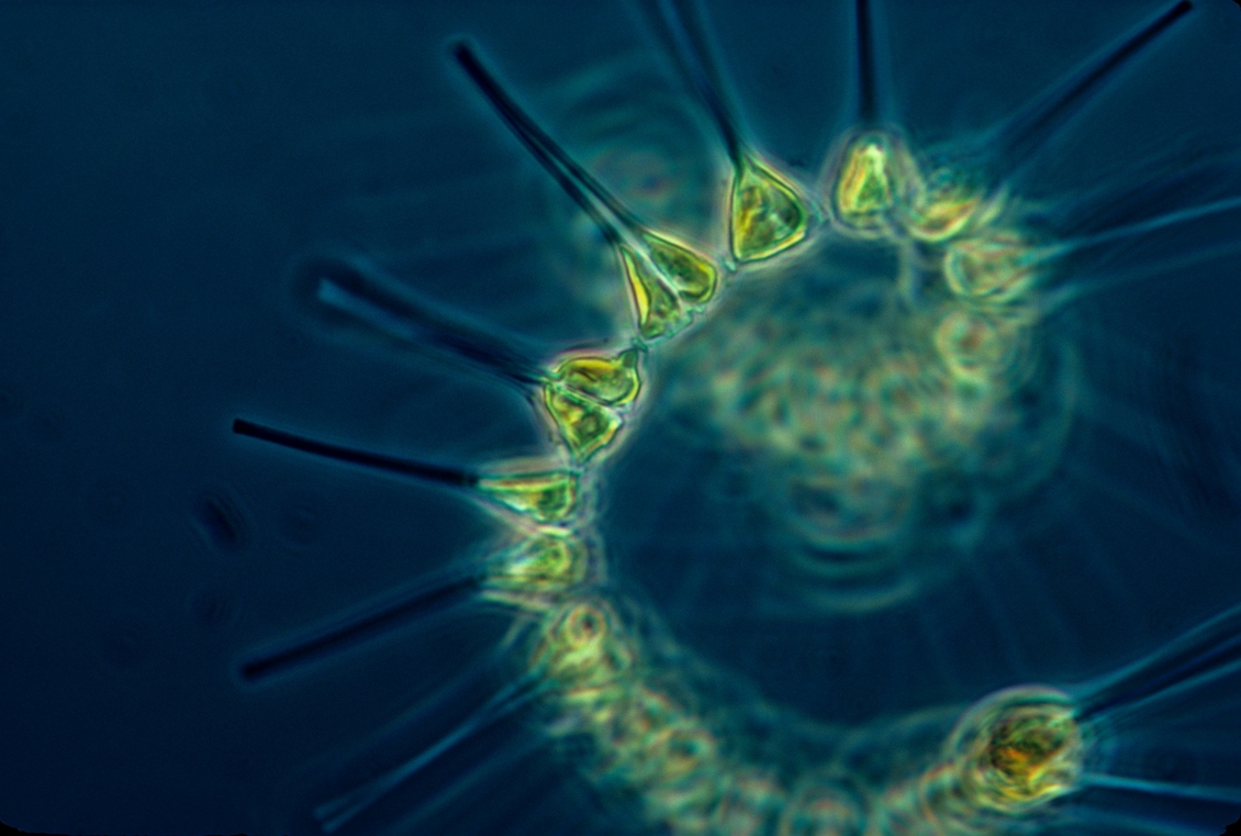 Phytoplankton are part of the oceans' biological pump. 