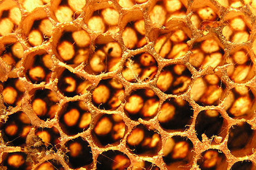 Close up of some honeycombs.