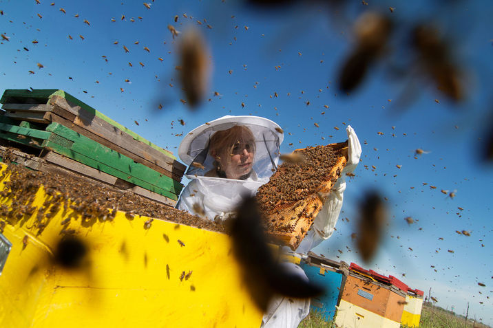 A Beekeeper removing a honeycomb from a hive with lots of bees.