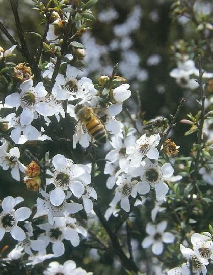 A honeybee on white Mānuka flowers. 