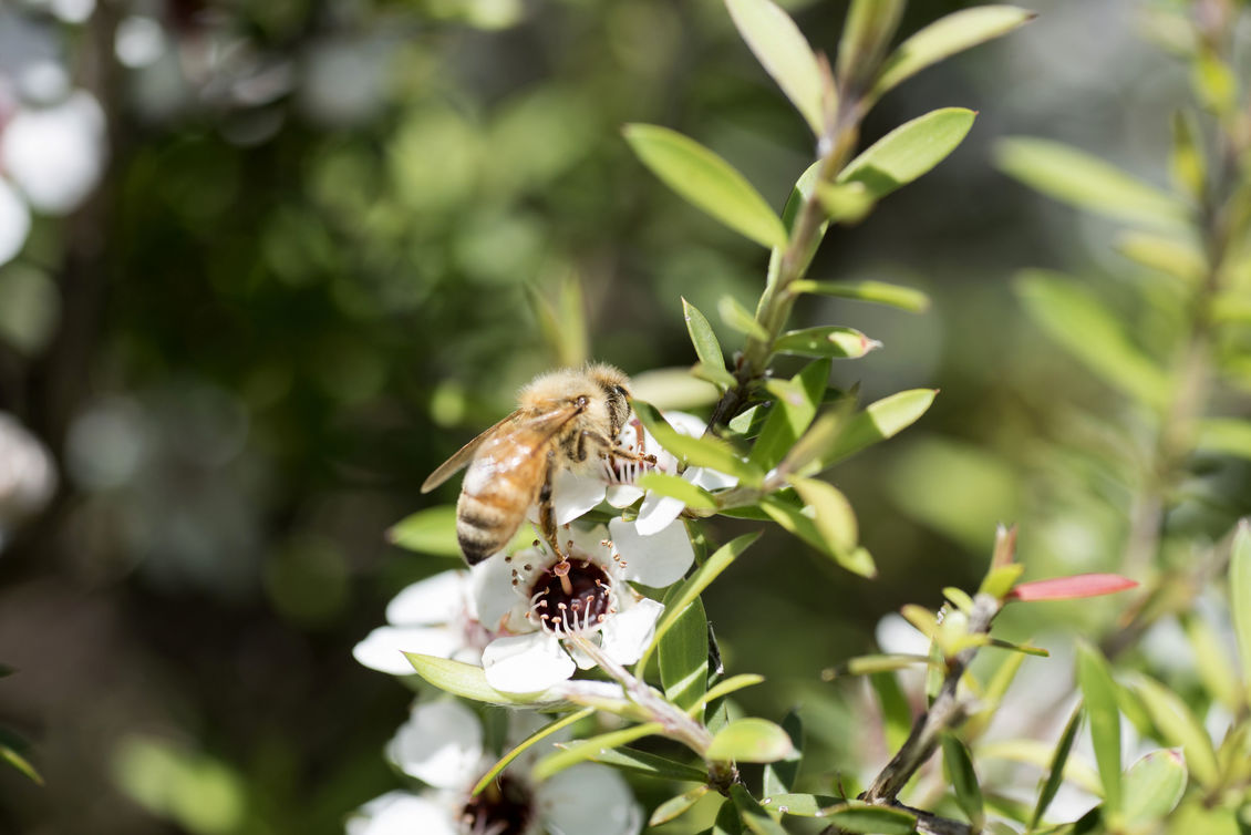 Honeybee on mānuka (Leptospermum scoparium).