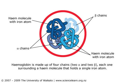 Diagram of a haeme molecule with iron atom.