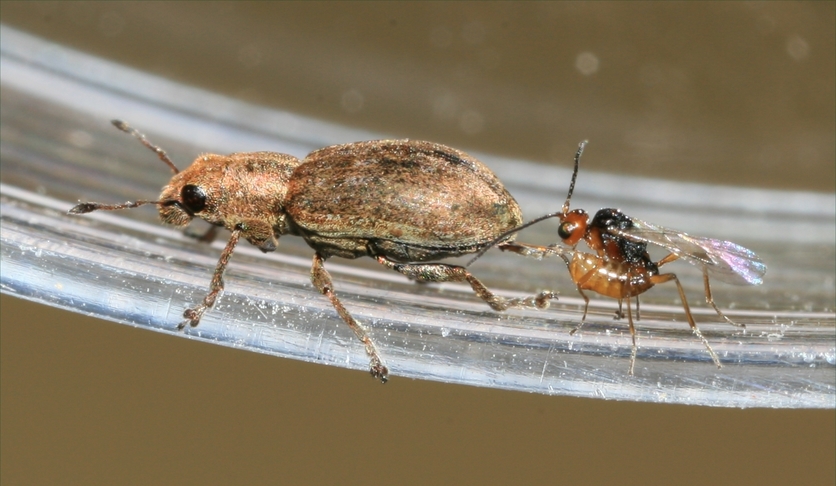 Clover root weevil and a parasitoid wasp laying it's egg.
