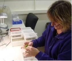 Preparing clover bunches to feed clover root weevil colonies