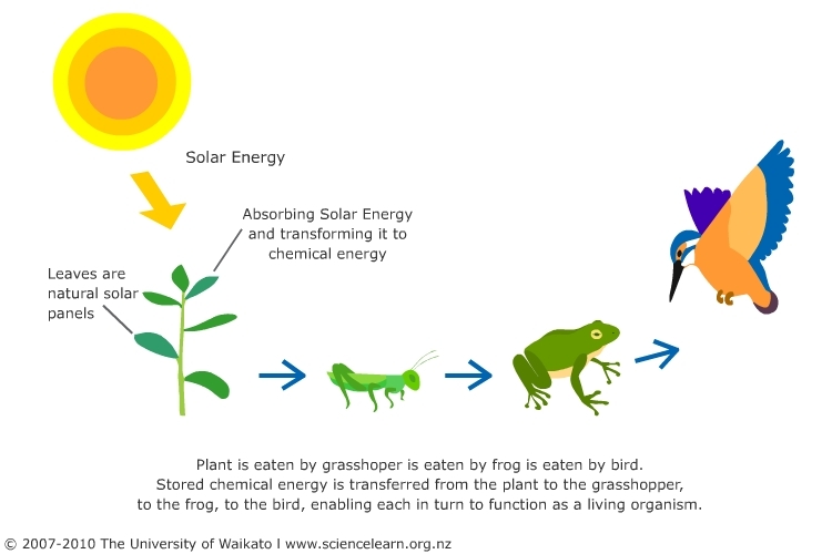 What Form of Energy is Sunlight Converted to  