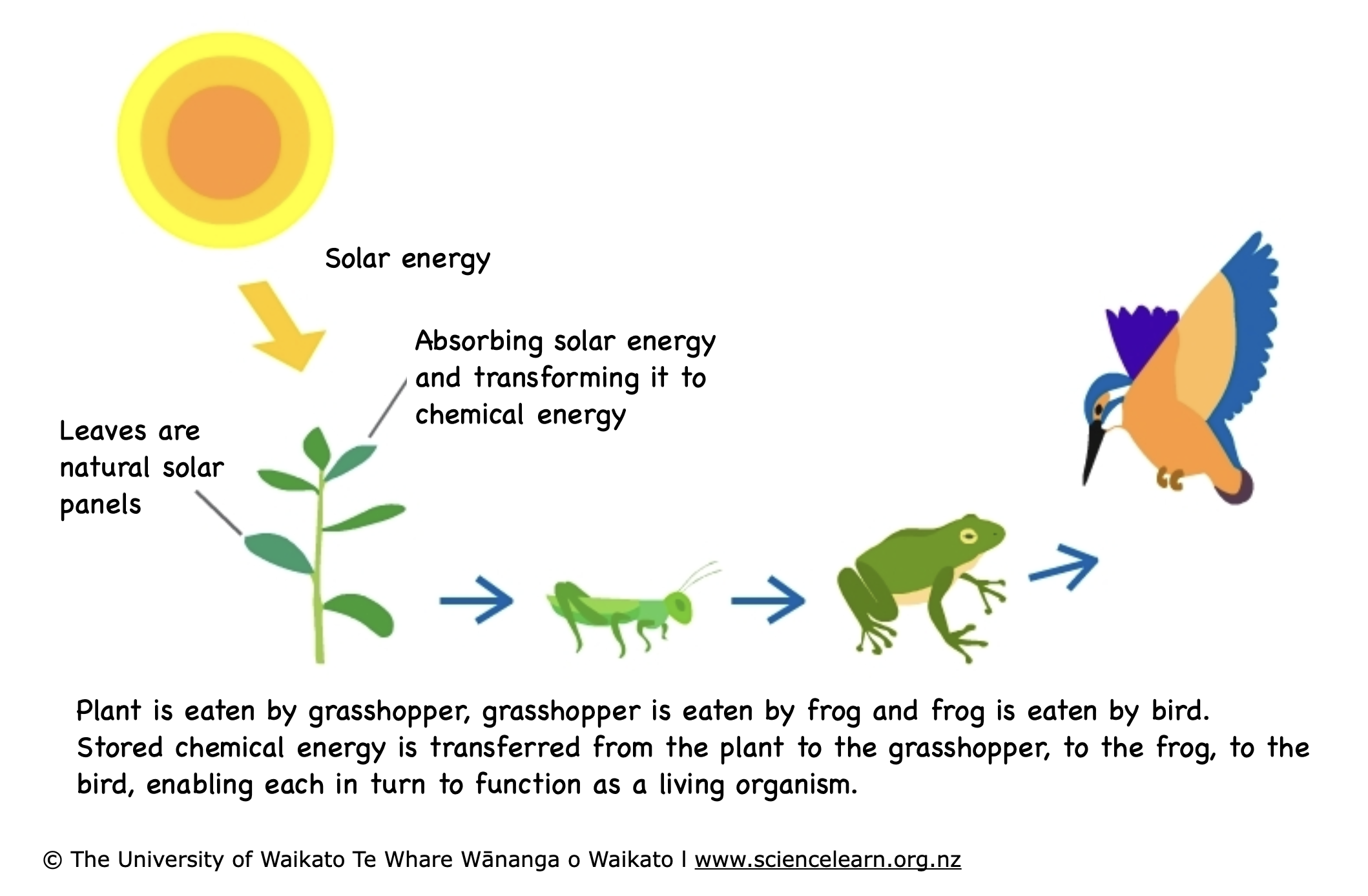 Using solar energy — Science Learning Hub