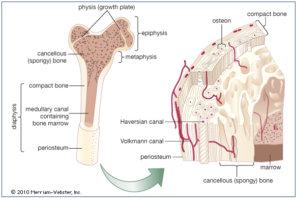 Diagram of the main structural features of bone + magnified view