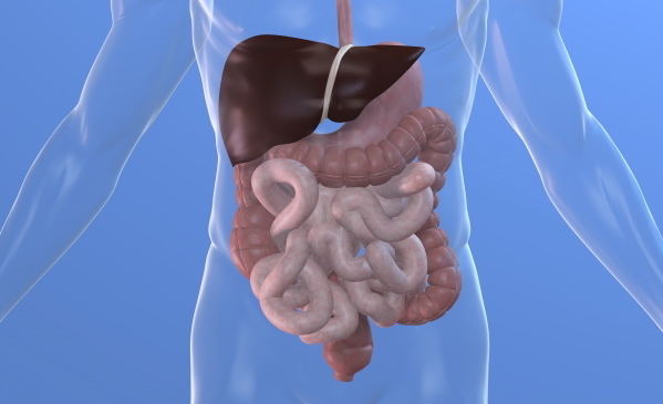 Illustration of the human digestive system. 